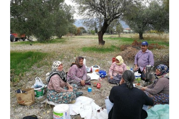 ÇITAK’TA ZEYTİN ZAMANI