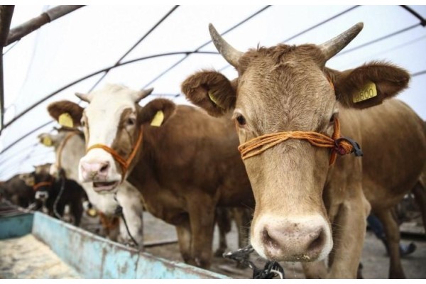 Kurbanlık kesim fiyatları açıklandı