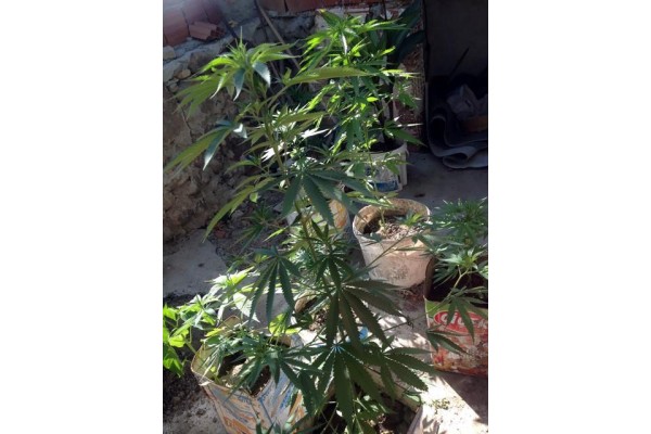 JANDARMA’DAN UYUŞTURUCU OPERASYONU