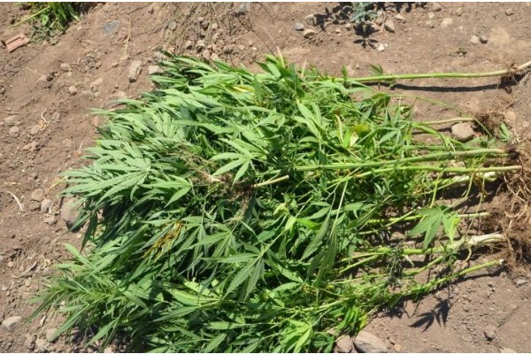 19 KÖK HİNT KENEVİRİ ELE GEÇİRİLDİ