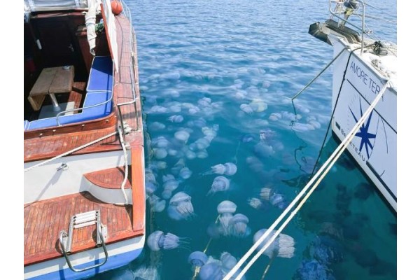 Sahillerde denizanası yoğunluğu