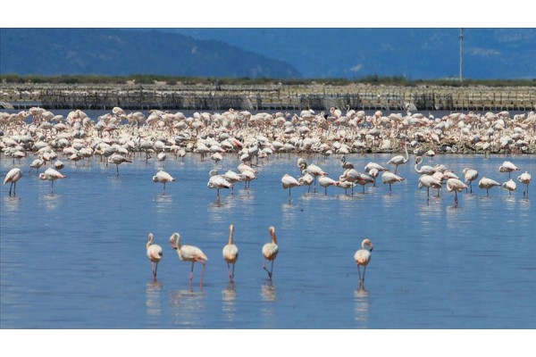 İZMİRLİLER UNESCO ADAYI GEDİZ DELTASI’NDA BULUŞUYOR