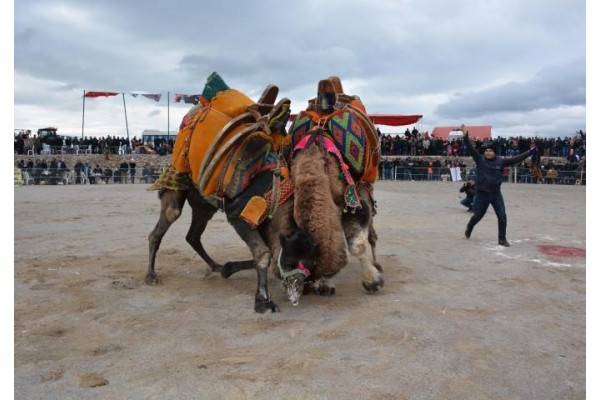 DEVE GÜREŞLERİNE BÜYÜK İLGİ