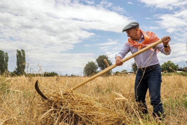 SOYER’DEN ‘KARAKILKIÇ BUĞDAY’ HASADI