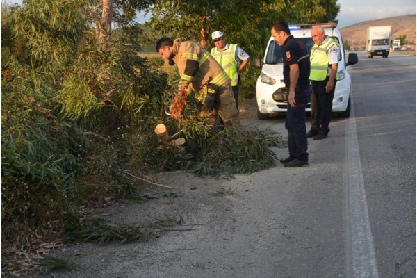 ŞİDDETLİ RÜZGAR AĞACI DEVİRDİ