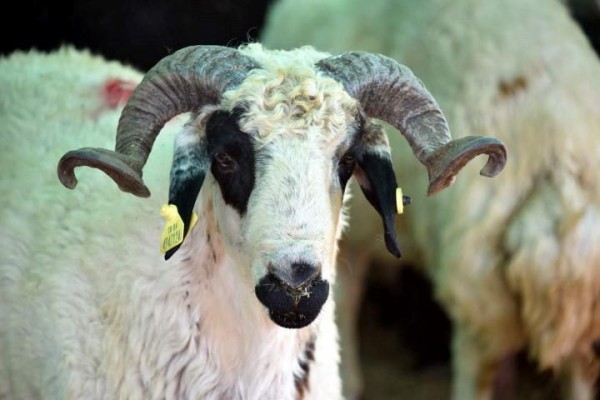 THK, KURBAN DERİSİ BAĞIŞLARINI BEKLİYOR