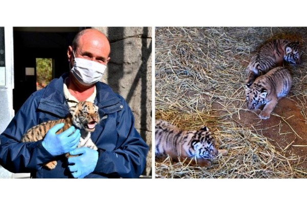 ÜÇ YAVRU KAPLANIMIZ OLDU