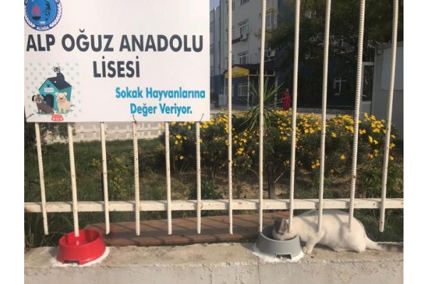 ALP OĞUZ SOKAK HAYVANLARINA DEĞER VERİYOR