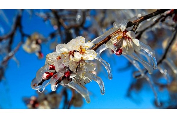 SOĞUK HAVA HAFTA SONUNA KADAR SÜRECEK