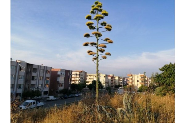 'AGAVE' BİTKİSİ ALİAĞA'DA DA BULUNDU