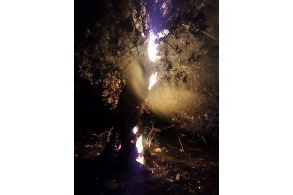 ZEYTİN AĞAÇLARINI KİM YAKTI?