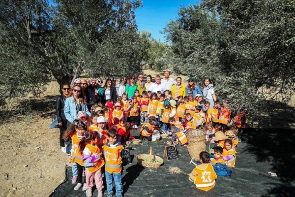 Minik öğrenciler zeytin hasadı yaptı