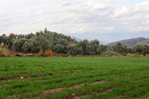 KURAKLIĞA KARŞI YEM BİTKİLERİ