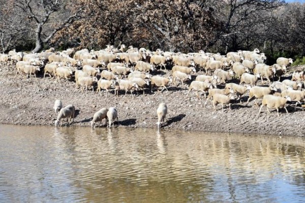 HAYVAN İÇME SUYU GÖLETLERİ YENİLENECEK
