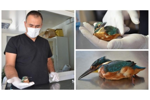 UÇAMAYAN YALI ÇAPKINI TEDAVİ ALTINA ALINDI