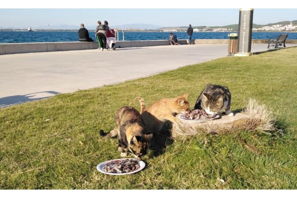 ‘PATİLERE SES OL’