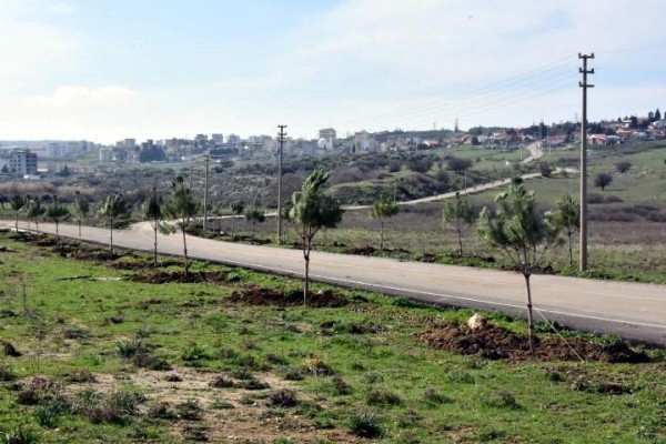 MEZARLIK YOLU AĞAÇLANDIRILDI
