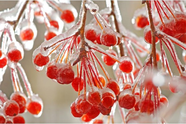 VALİLİK'TEN ZİRAİ DON UYARISI