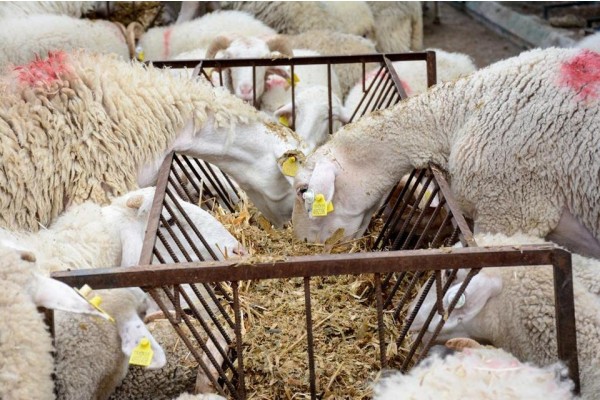 34 üreticiye daha hayvan desteği