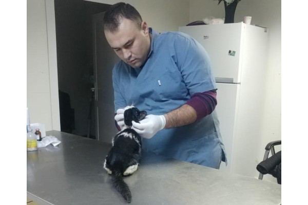 KEDİYİ KURTARMAK İÇİN SEFERBER OLDULAR