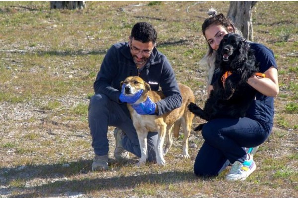 Enkazdan kurtarılan hayvanlar İzmir’e getirildi
