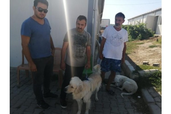 KÖPEKLERİ ZEHİRLEYEREK ÖLDÜRDÜLER