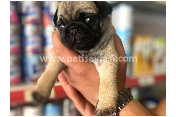 Pug: Minyatür Sevimlilik ve Dost Canlısı Kişilik