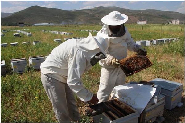 BÜYÜKŞEHİR, ARICILIK EĞİTİMİ VERECEK