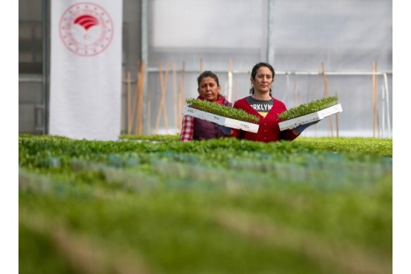 ÜRETİCİYE YERLİ TOHUM DESTEĞİ SÜRÜYOR