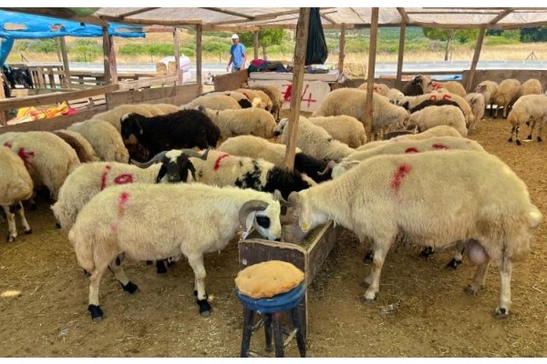 Kurbanlık kesim fiyatları belli oldu