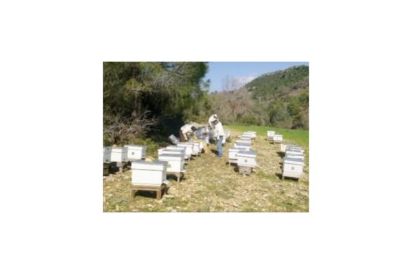 Arıcılar Aliağa’da toplanacak