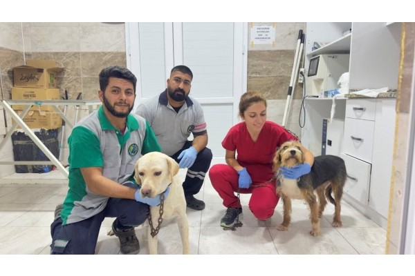 Yangından kurtarılan can dostlara şefkat eli