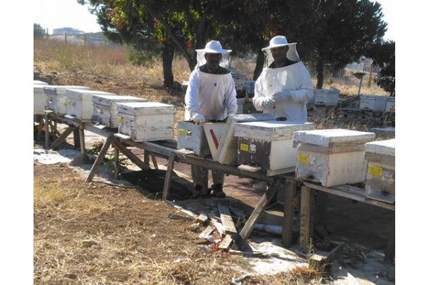 ALİAĞA’DA ARICILIĞA İLGİ ARTIYOR