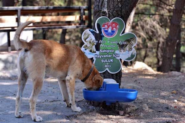 AŞIRI SICAKLAR SOKAK HAYVANLARINI ZORLUYOR