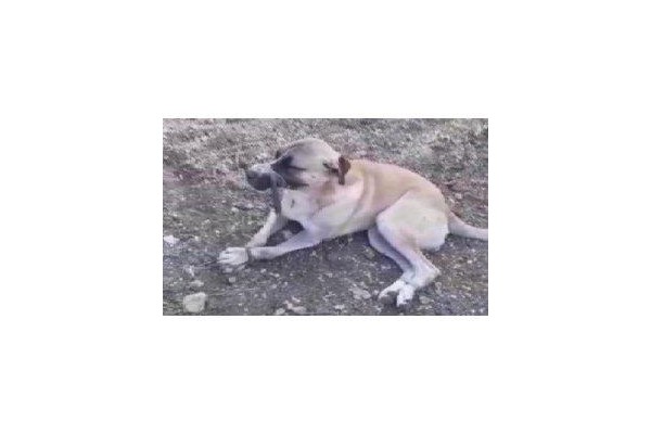 AĞZINI VE AYAKLARINI BAĞLAYARAK ÖLÜME TERK ETTİLER