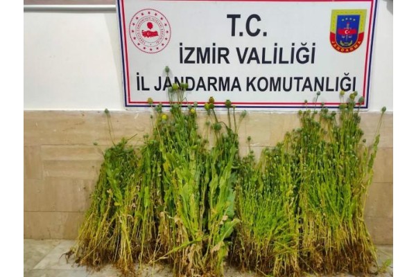 3 bin 178 kök Hint keneviri ele geçirildi