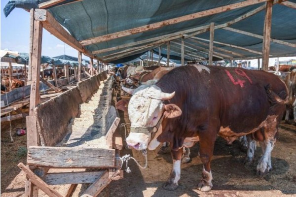 Kurban satış ve kesim noktaları belirlendi