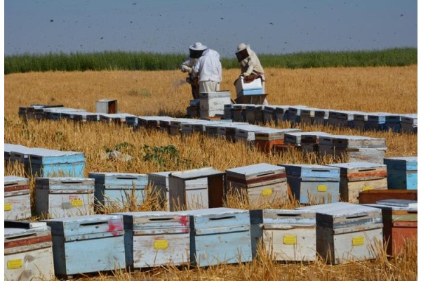 BAL ÜRETİCİLERİ SORUNLARINI KONUŞACAK
