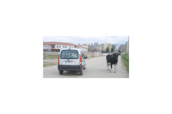 Petrokimya İlköğretim'in önünde inek otluyor