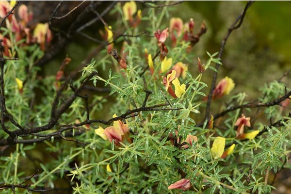 Yangınlar endemik bitkileri de tahrip etti