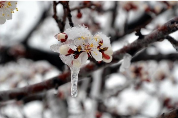 ÜRETİCİYE ZİRAİ DON UYARISI