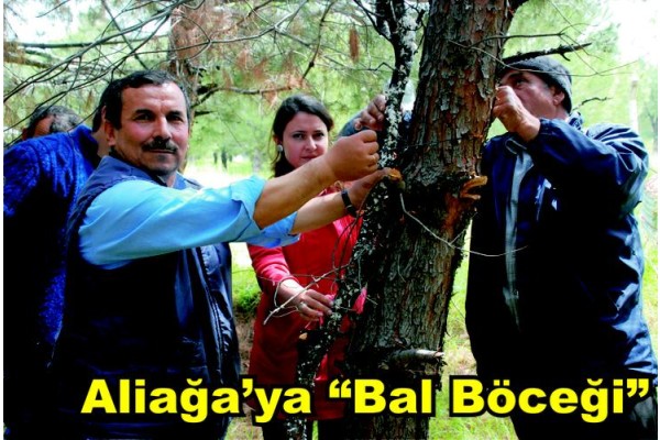 Aliağa’ya “bal böceği” aşılandı
