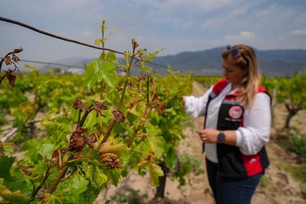 Tarım alanlarında hasar tespiti sürüyor
