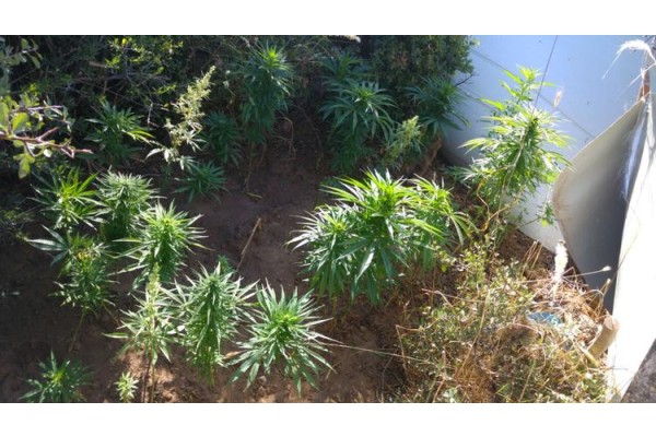 UYUŞTURUCU YETİŞTİRİCİLERİNE BİR DARBE DAHA