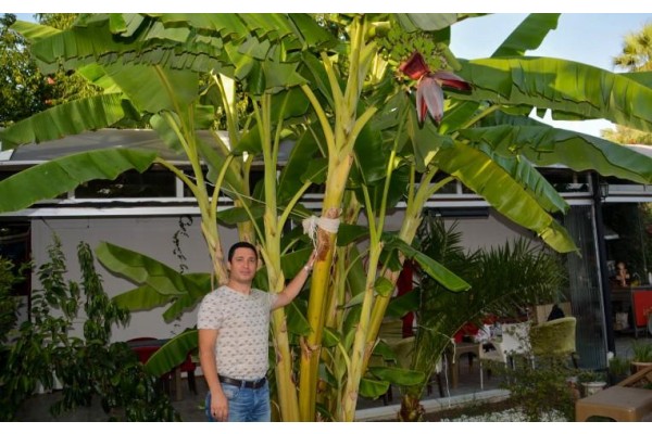 ALİAĞA’DA MUZ YETİŞTİRDİ