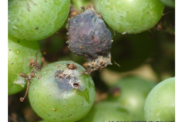 BAĞCILARA İLAÇLAMA UYARISI