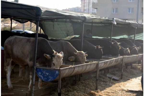 UYGUNSUZ KESİME CEZAİ İŞLEM UYGULANACAK