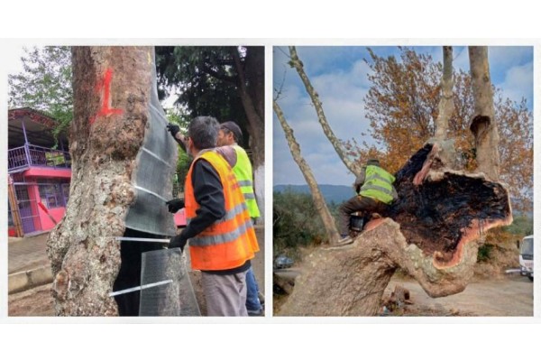 İKİ YILDA 120 AĞAÇ KURTARILDI