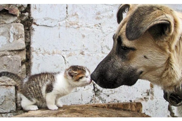 SOKAK HAYVANLARI İÇİN STANT AÇILACAK