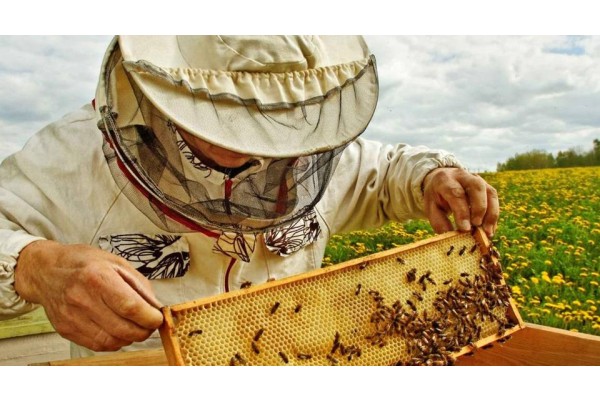 ARICILIK EĞİTİMLERİ BAŞLIYOR